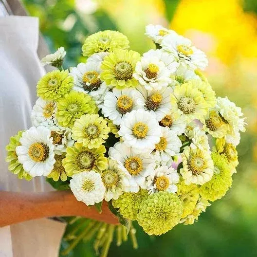 zinnia-seeds-mix-100-pack-snow-white-rare-green-zinnia-elegans Zinnia Seeds Mix - 100 Pack - Snow White & Rare Green - Zinnia elegans