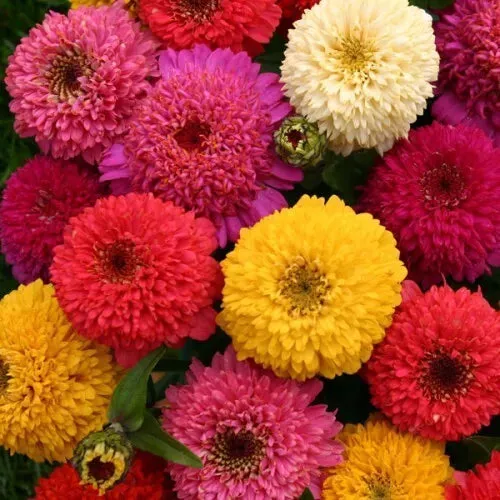 zinnia-seeds-mix-150-flower-dahlia-varieties-annual-mixed-zinnia-elegans-usa-sel Zinnia Seeds Mix - 150+ Flower Dahlia Varieties - Annual Mixed - Zinnia elegans - USA Seller, Free Shipping