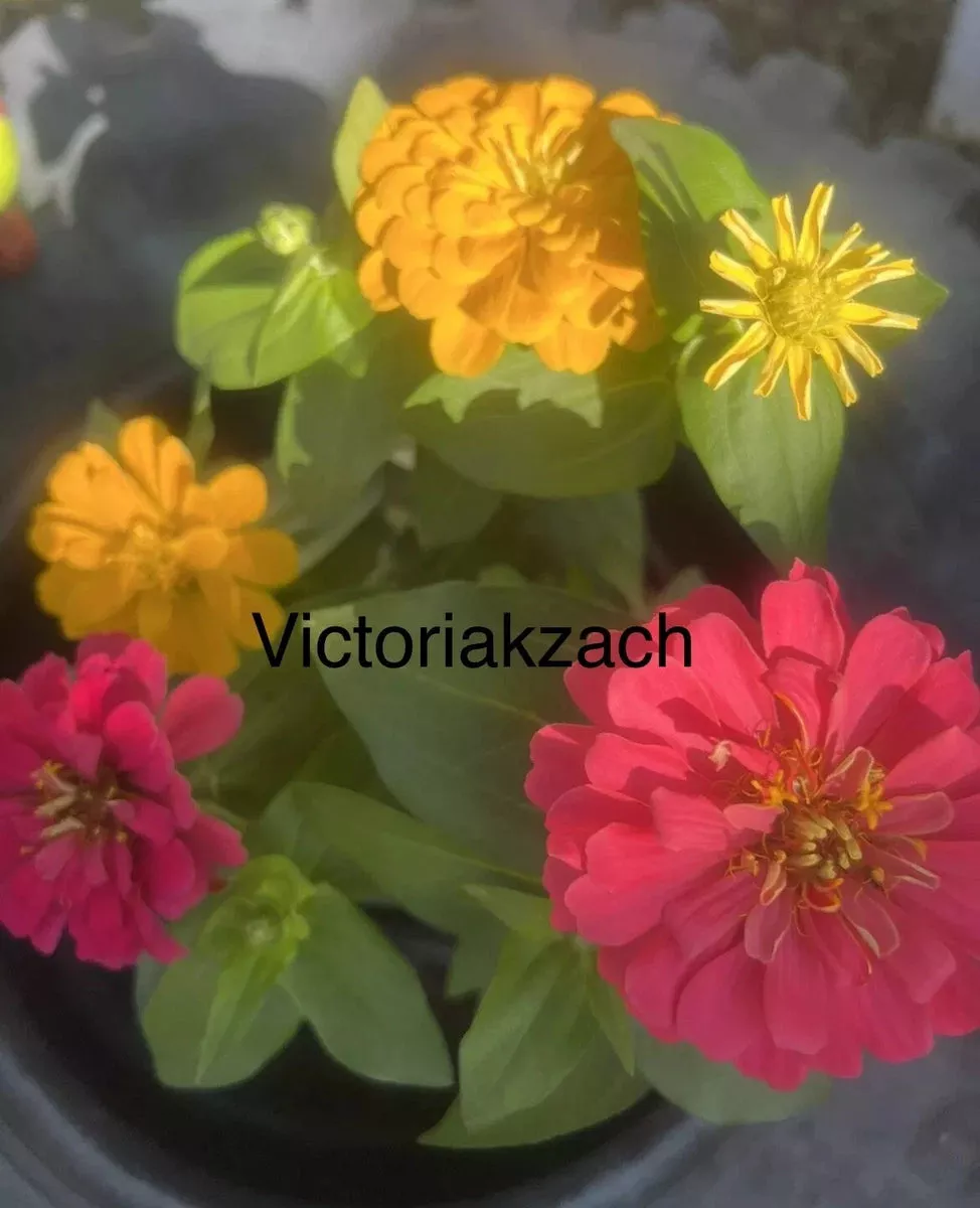 zinnia-seeds-mix-california-giant-flowers-colorful-blooms-easy-gardening-perfect Zinnia Seeds Mix - California Giant Flowers - Colorful Blooms for Easy Gardening - Perfect for Butterflies - Zinnia elegans