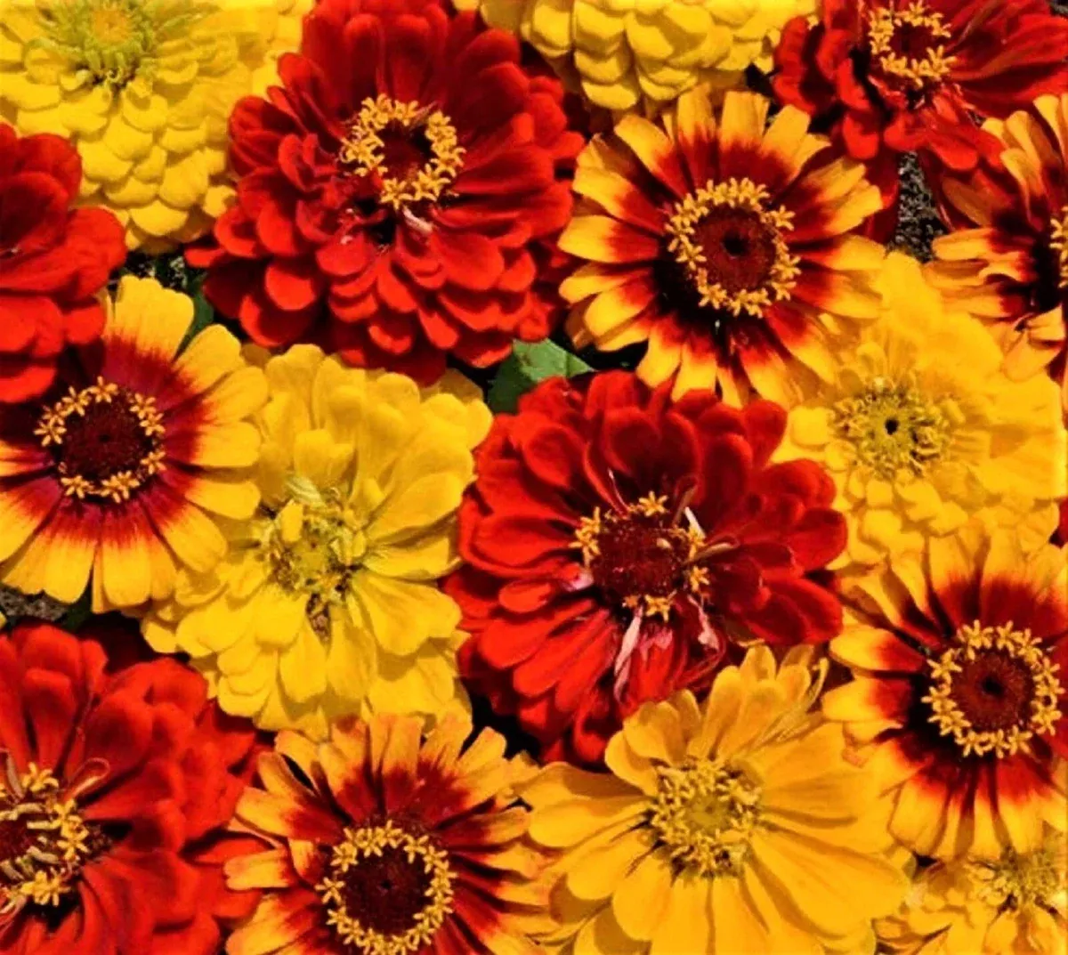 zinnia-seeds-mix-south-border-variety-100-seeds-colorful-garden-flowers-zinnia-e Zinnia Seeds Mix | South of the Border Variety | 100+ Seeds | Colorful Garden Flowers | Zinnia elegans