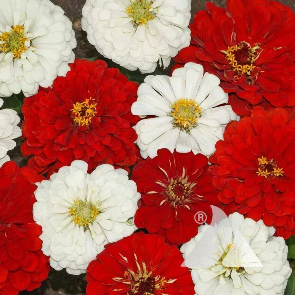 zinnia-seeds-mix-stop-sign-red-white-blooms-butterflies-hummingbirds-non-gmo-200 Zinnia Seeds Mix - STOP SIGN Red & White Blooms for Butterflies & Hummingbirds - Non-GMO - 200 Seeds