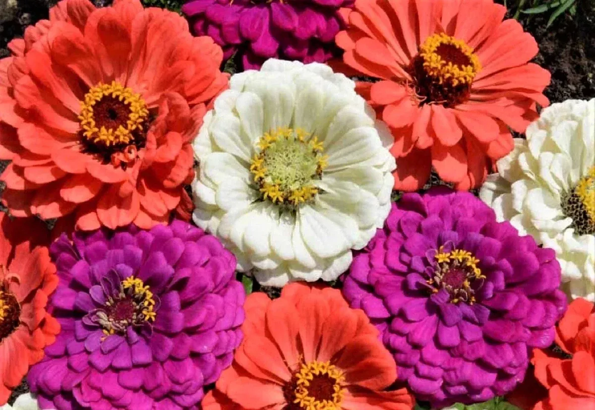 zinnia-seeds-mix-under-sea-variety-100-seeds-colorful-annuals-flower-gardens-zin Zinnia Seeds Mix - Under the Sea Variety - 100+ Seeds - Colorful Annuals for Flower Gardens - Zinnia elegans
