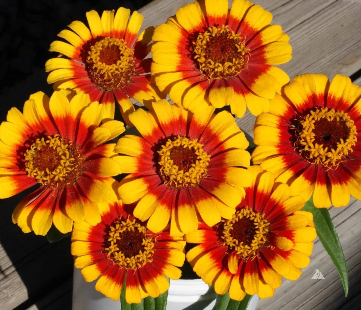 zinnia-seeds-pack-100-sombrero-variety-colorful-garden-plants-zinnia-elegans Zinnia Seeds Pack - 100+ Sombrero Variety - Colorful Garden Plants - Zinnia elegans