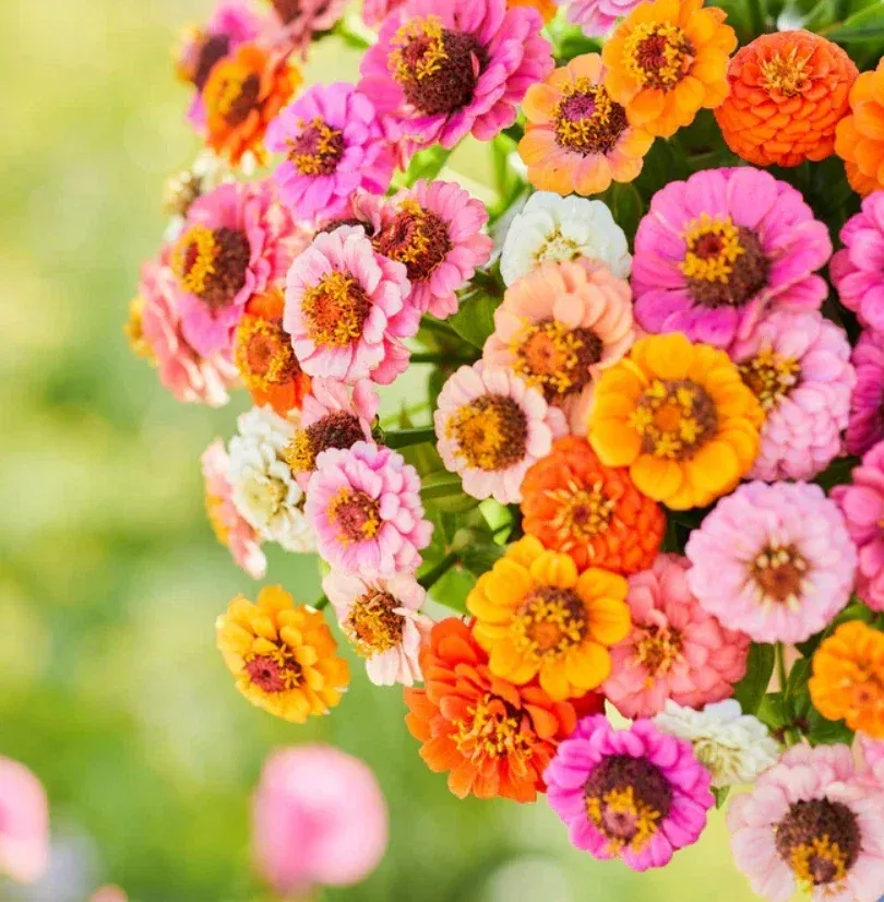 zinnia-seeds-pack-500-non-gmo-petite-dwarf-button-box-mix-colorful-annual-flower Zinnia Seeds Pack - 500 Non-GMO Petite Dwarf Button Box Mix - Colorful Annual Flowers for Garden Planting