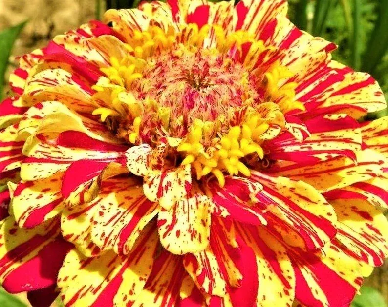 zinnia-seeds-peppermint-stick-100-non-gmo-seeds-colorful-garden-flowers Zinnia Seeds - Peppermint Stick - 100+ Non-GMO Seeds - Colorful Garden Flowers