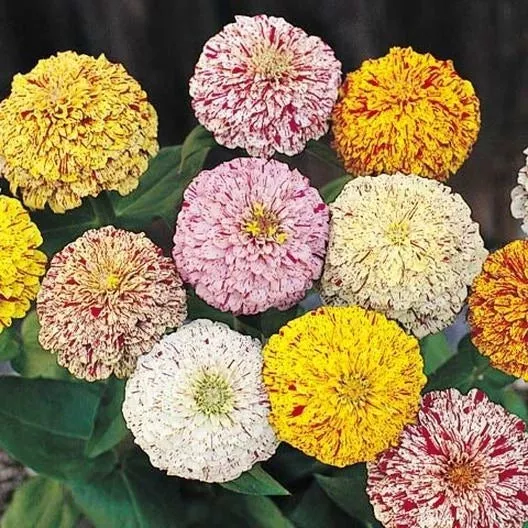 zinnia-seeds-peppermint-stick-mix-candy-striped-flowers-non-gmo-200-seeds-zinnia Zinnia Seeds Peppermint Stick Mix Candy Striped Flowers Non-GMO 200 Seeds (Zinnia elegans)