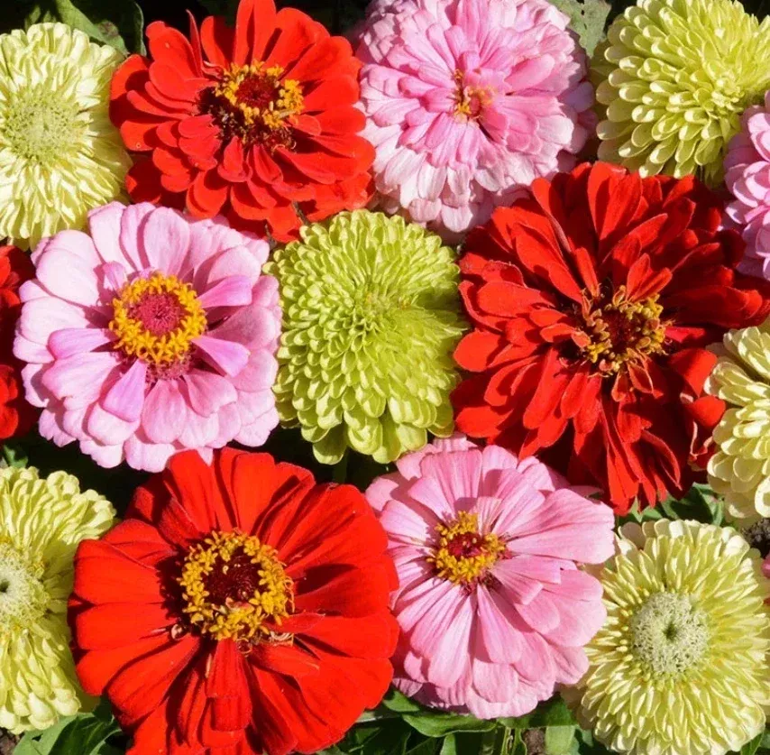 zinnia-seeds-pink-lemonade-mix-non-gmo-songbirds-butterflies-100-seeds-perfect-h Zinnia Seeds - Pink Lemonade Mix - Non-GMO for Songbirds & Butterflies - 100 Seeds - Perfect for Hummingbirds