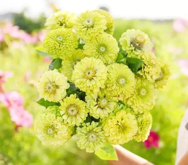 zinnia-seeds-planting-100-seeds-green-envy-zinnia-elegans Zinnia Seeds for Planting 100 Seeds Green Envy Zinnia elegans