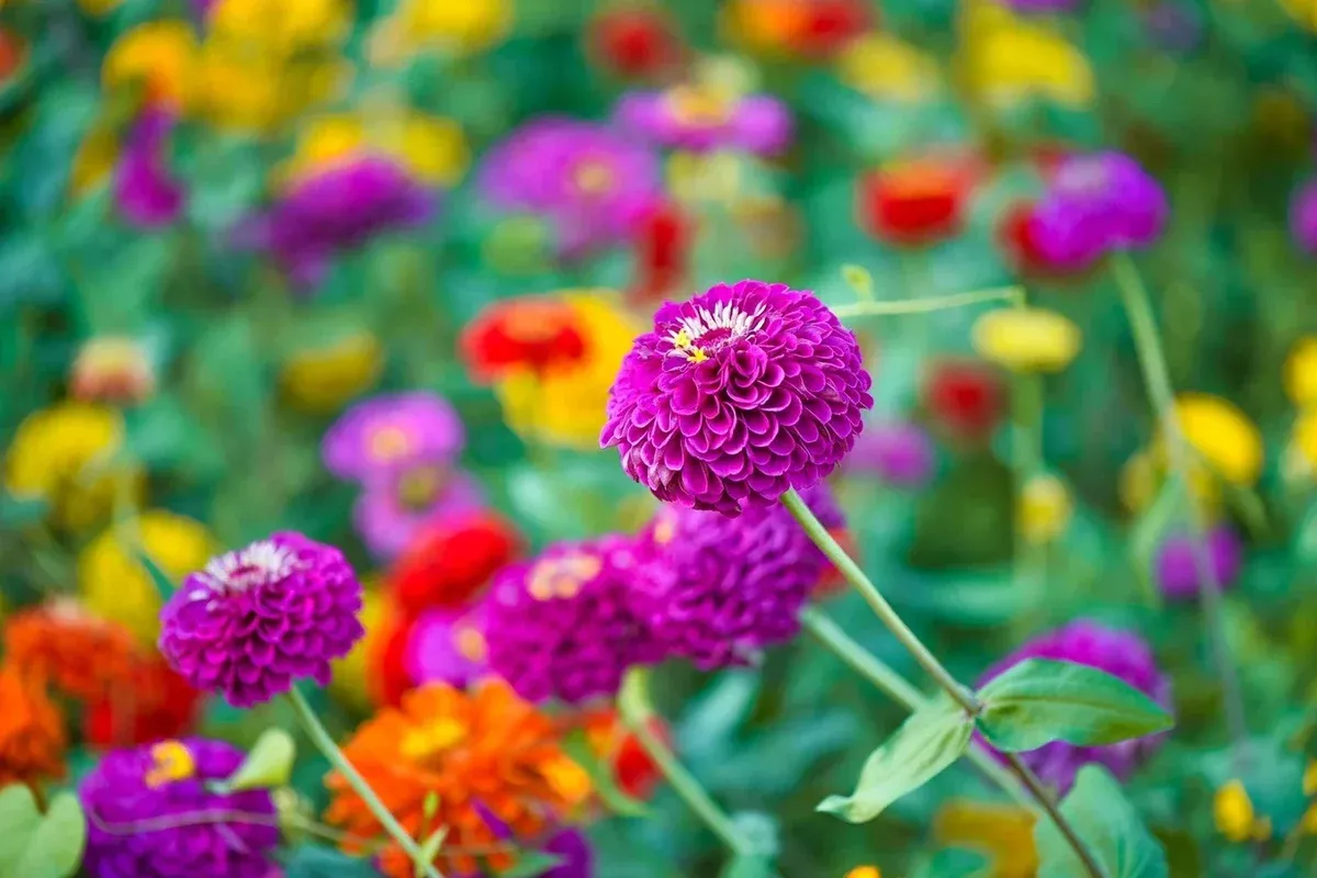 zinnia-seeds-planting-250-cut-come-back-vibrant-colors-zinnia-elegans Zinnia Seeds for Planting - 250+ Cut and Come Back - Vibrant Colors, Zinnia elegans