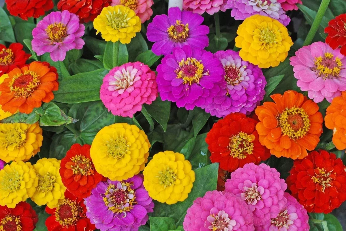 zinnia-seeds-planting-early-often-blooming-mix-approx-200-seeds-zinnia-elegans Zinnia Seeds for Planting - Early and Often Blooming Mix - Approx. 200 Seeds - Zinnia elegans
