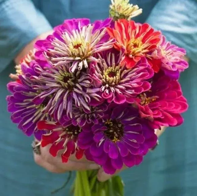 zinnia-seeds-planting-meteor-shower-mix-100-seeds-colorful-garden-flowers-zinnia Zinnia Seeds for Planting - Meteor Shower Mix, 100 Seeds, Colorful Garden Flowers, Zinnia elegans