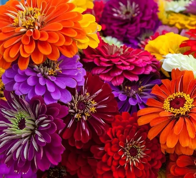 zinnia-seeds-planting-non-gmo-heirloom-zinnia-flowers-full-instruction-packets-t Zinnia Seeds for Planting – Non-GMO Heirloom Zinnia Flowers – Full Instruction Packets to Plant in Your Home Outdoor Garden – Gardening Gift – 50 California Giant Zinnia Seeds (2 Packets)