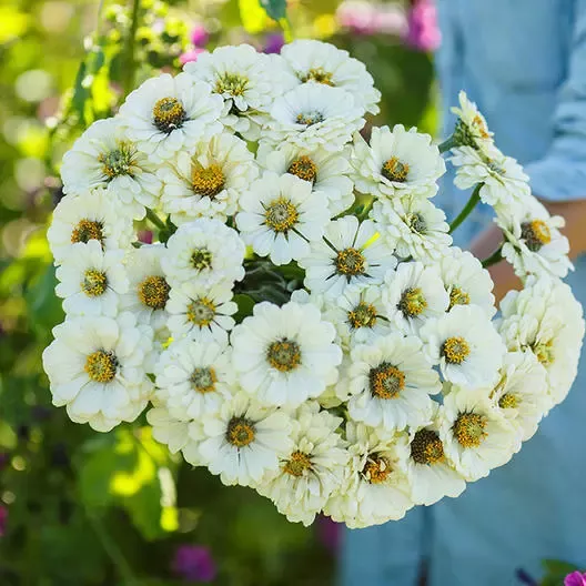zinnia-seeds-polar-bear-double-blooms-all-white-non-gmo-100-seeds-zinnia-elegans Zinnia Seeds - Polar Bear Double Blooms - All White - Non-GMO - 100 Seeds - Zinnia elegans