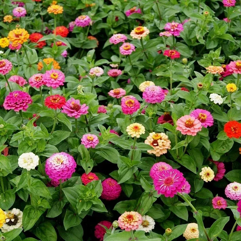 zinnia-seeds-pumila-mix-cut-come-again-variety-size-packets-zinnia-elegans Zinnia Seeds Pumila Mix, Cut and Come Again, Variety Size Packets, Zinnia elegans