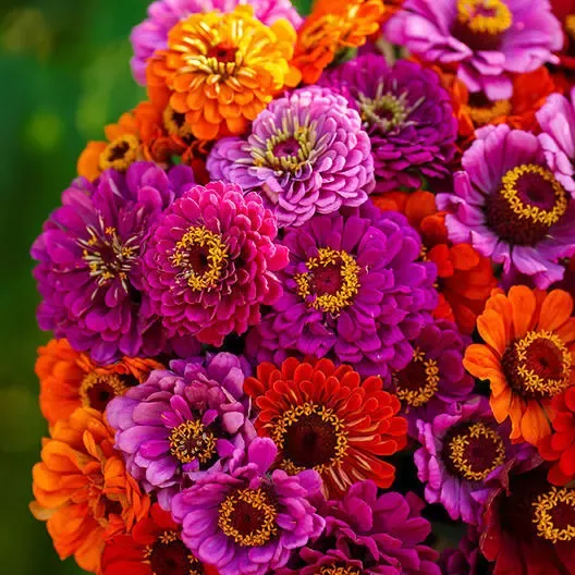 zinnia-seeds-purple-dream-mix-red-double-blooms-butterflies-hummingbirds-100-cou Zinnia Seeds Purple Dream Mix - Red Double Blooms for Butterflies & Hummingbirds - 100 Count