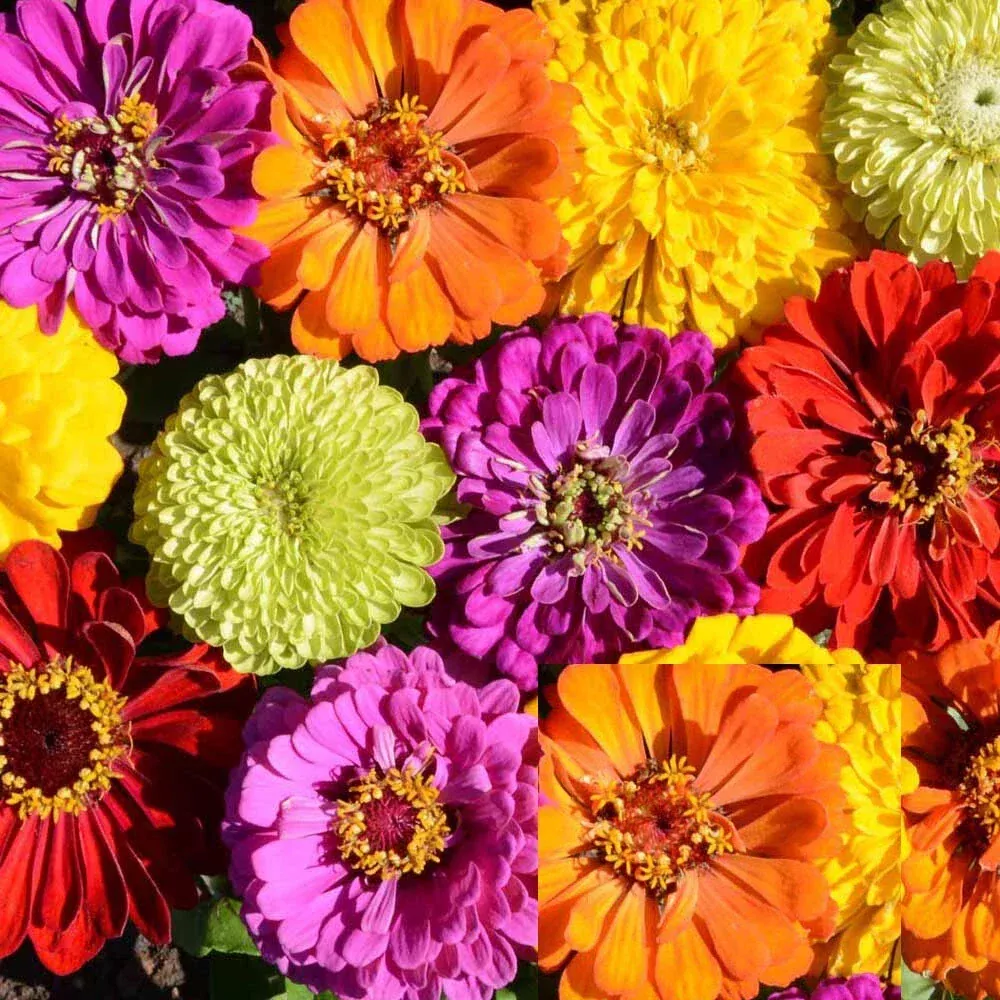 zinnia-seeds-rainbow-mix-painted-wagons-variety-butterflies-hummingbirds-non-gmo Zinnia Seeds Rainbow Mix - PAINTED WAGONS Variety for Butterflies & Hummingbirds - Non-GMO, 200 Seeds