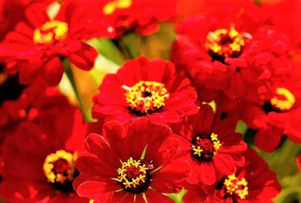 zinnia-seeds-scarlet-flame-non-gmo-100-seeds-bright-red-flowers-zinnia-elegans Zinnia Seeds Scarlet Flame - Non-GMO 100+ Seeds - Bright Red Flowers (Zinnia elegans)