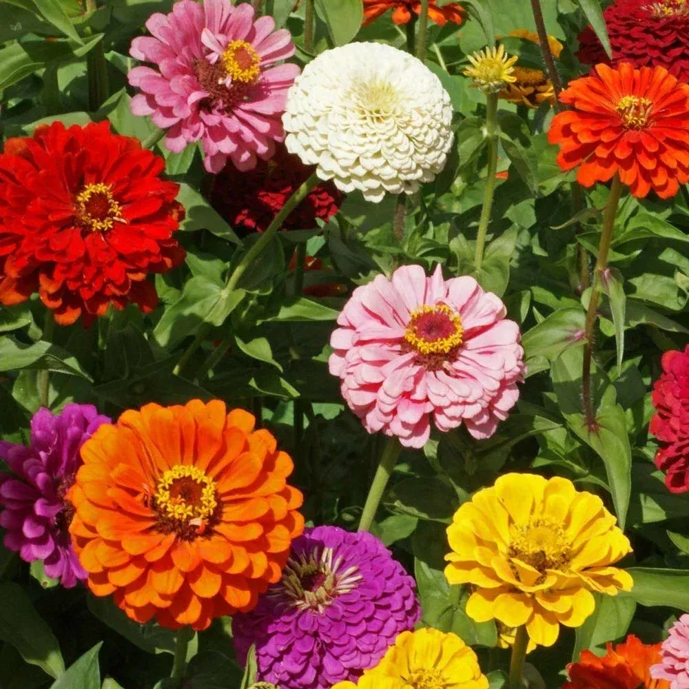 zinnia-seeds-state-fair-mix-250-fresh-flower-seeds-zinnia-elegans Zinnia Seeds - State Fair Mix - 250+ Fresh Flower Seeds - Zinnia elegans