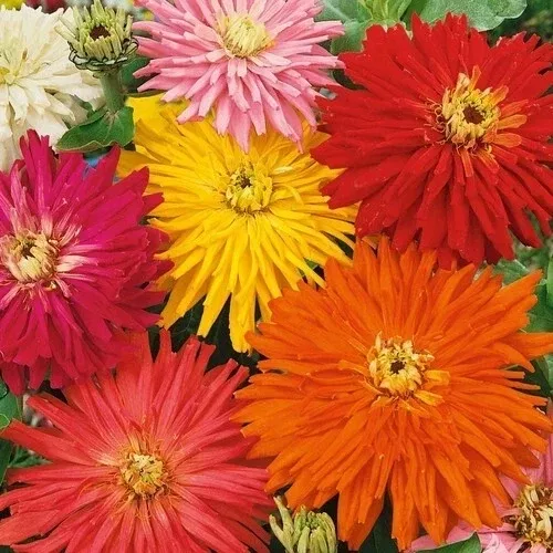 zinnia-seeds-super-cactus-giant-mix-non-gmo-100-seeds-vibrant-blooms-butterflies Zinnia Seeds - SUPER CACTUS GIANT Mix - Non-GMO - 100 Seeds - Vibrant Blooms for Butterflies - Flower Garden Planting