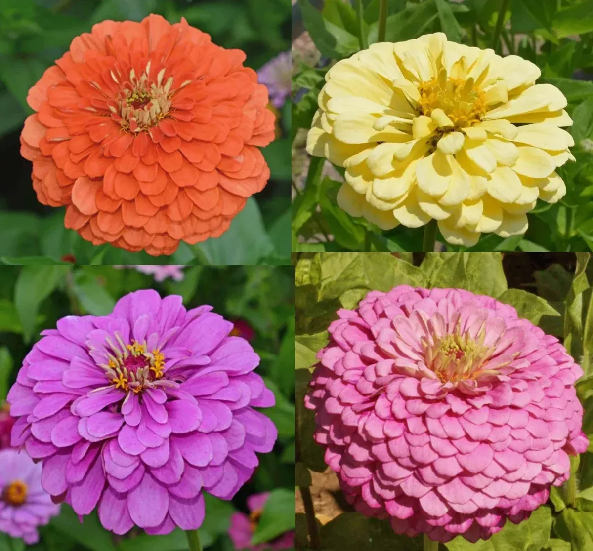 zinnia-seeds-tranquility-mix-cut-flowers-butterflies-hummingbirds-100-seeds-zinn Zinnia Seeds Tranquility Mix Cut Flowers for Butterflies and Hummingbirds, 100 Seeds - Zinnia elegans