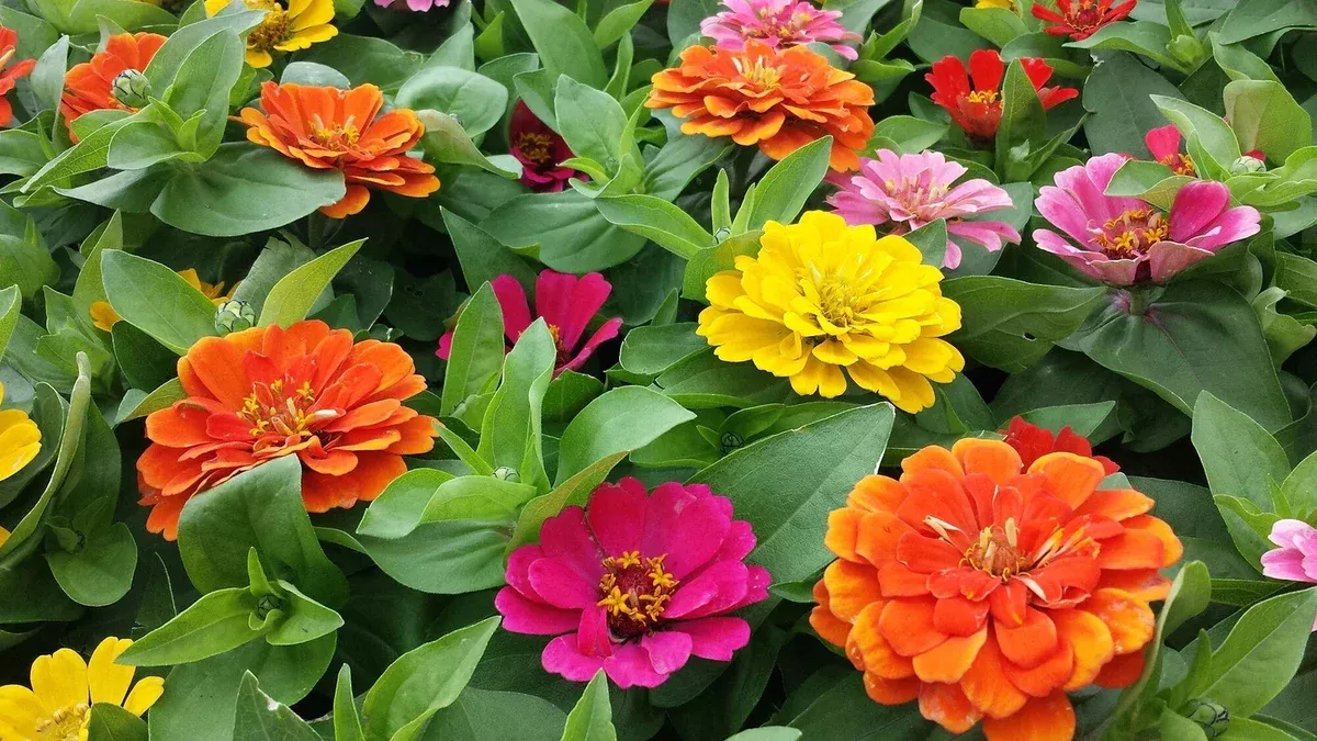 zinnia-short-stuff-mix-seeds-100-pack-zinnia-elegans-variety Zinnia Short Stuff Mix Seeds 100 Pack - Zinnia elegans Variety
