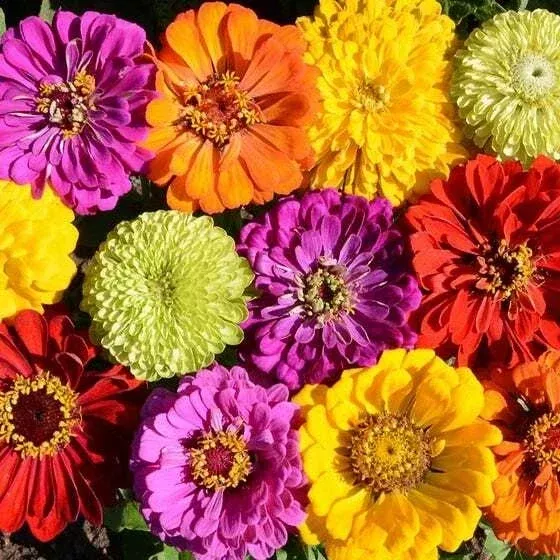 zinnias-seeds-confetti-mixed-colors-heirloom-bees-butterflies-200-seeds-pollinat Zinnias Seeds - CONFETTI Mixed Colors - Heirloom for Bees & Butterflies - 200 Seeds - Pollinator Friendly