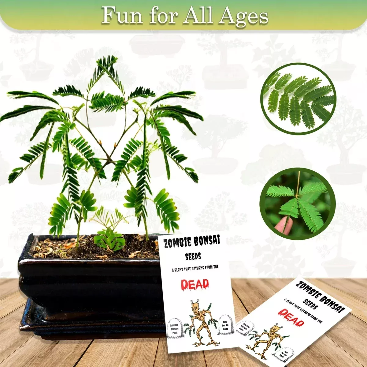 zombie-bonsai-seeds-packets-2-pack-unique-sensory-plant-indoor-gardening-zelkova Zombie Bonsai Seeds Packets (2 Pack) - Unique Sensory Plant, Indoor Gardening, Zelkova serrata
