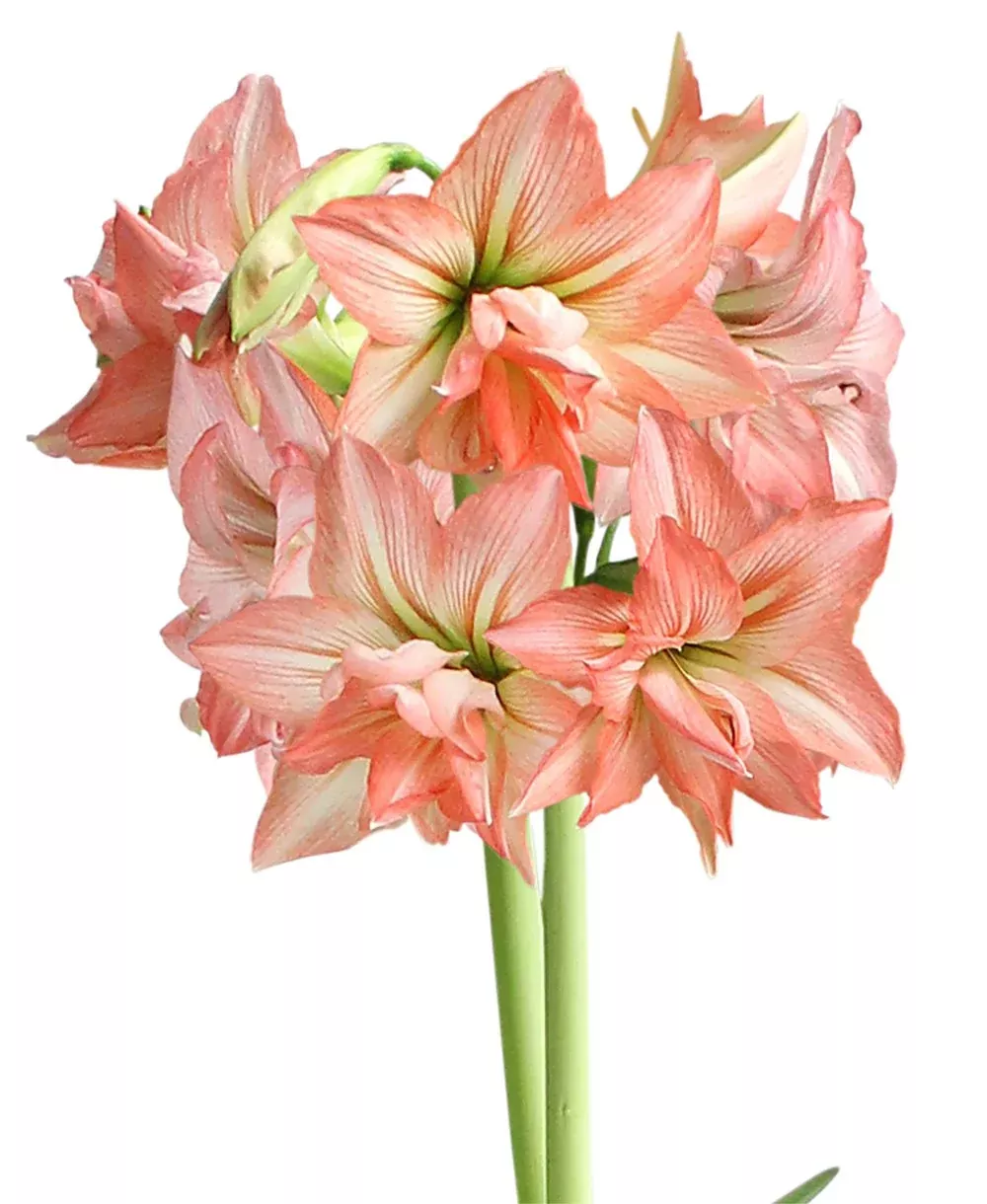 zombie-sonata-amaryllis-16-20-cm-bulb Zombie Sonata Amaryllis - 16-20 cm bulb