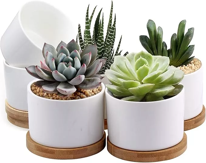 zoutog-succulent-pots-white-mini-3-15-inch-ceramic-flower-planter-pot-with-bambo ZOUTOG Succulent Pots, White Mini 3.15 inch Ceramic Flower Planter Pot with Bamboo Tray, Pack of 6 - Plants Not Included