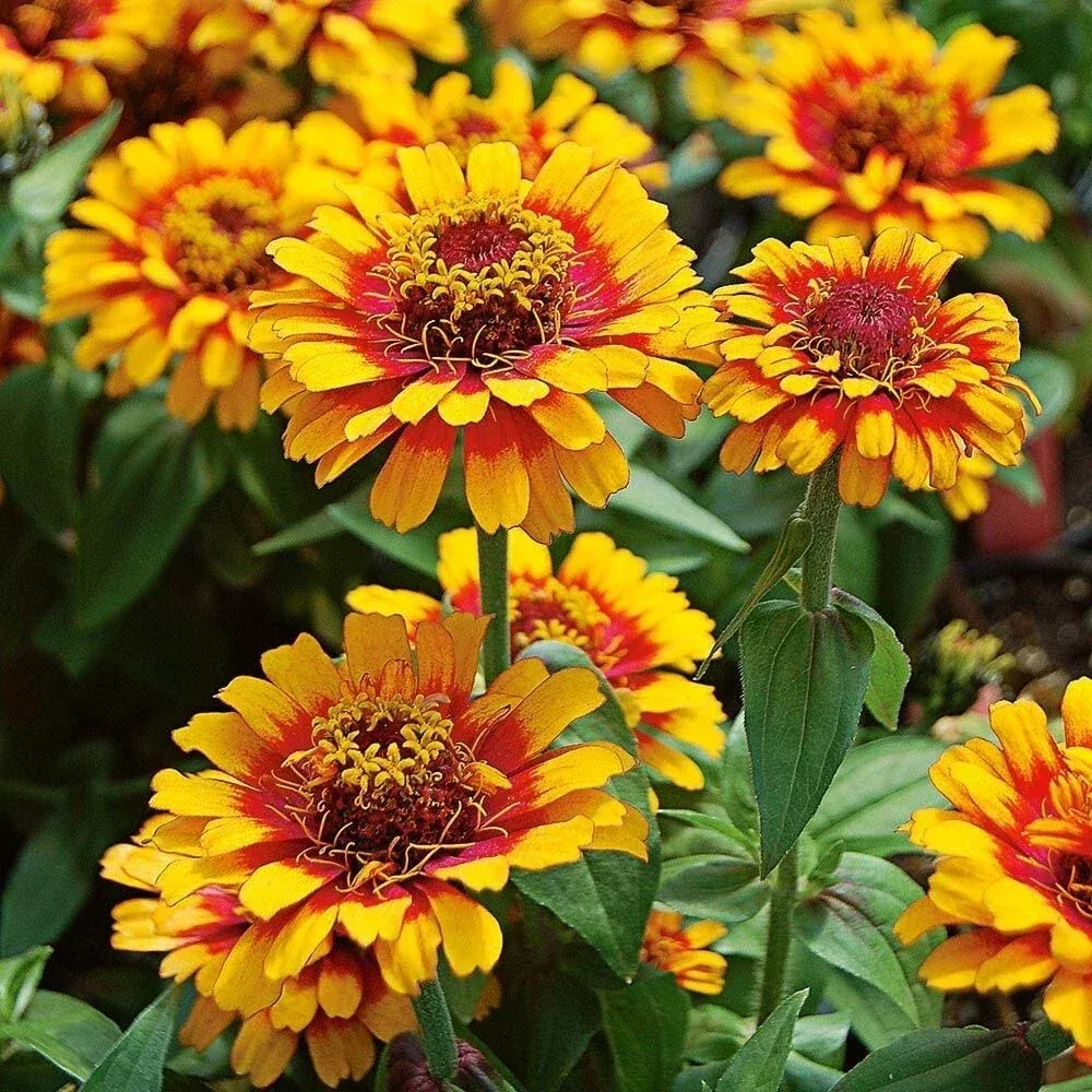 zowie-yellow-flame-zinnia-seeds-100-pack-vibrant-garden-flowers-zinnia-elegans-u Zowie Yellow Flame Zinnia Seeds - 100+ Pack - Vibrant Garden Flowers - Zinnia elegans - USA Seller
