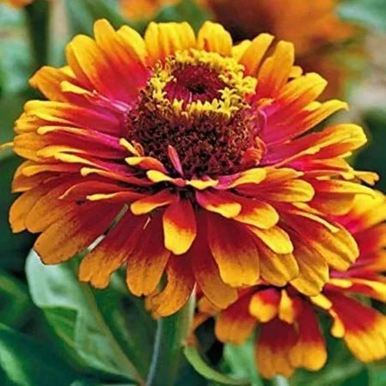 zowie-yellow-flame-zinnia-seeds-50-organic-seeds-usa-grown-perfect-gardens-flowe Zowie Yellow Flame Zinnia Seeds - 50 Organic Seeds - USA Grown - Perfect for Gardens and Flower Beds
