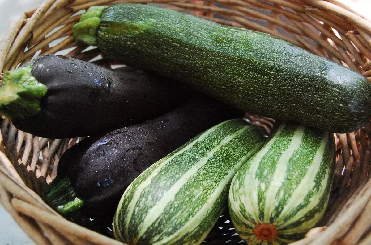 zucchini-mixture-seeds-fresh-squash-seeds-planting-cucurbita-pepo-free-shipping Zucchini Mixture Seeds - Fresh Squash Seeds for Planting - Cucurbita pepo - FREE Shipping