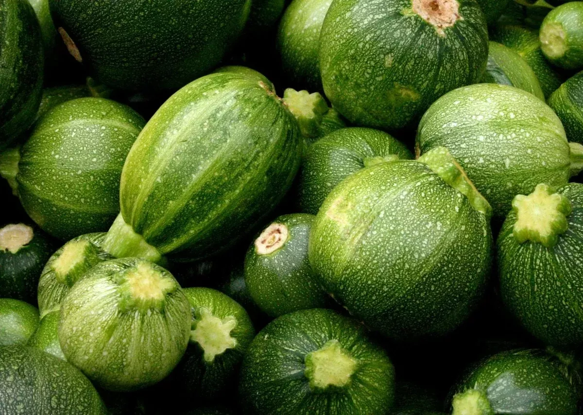 zucchini-round-seeds-20-ct-non-gmo-summer-vegetable-cucurbita-pepo-usa-free-ship Zucchini Round Seeds 20 Ct Non-GMO Summer Vegetable Cucurbita pepo - USA Free Shipping
