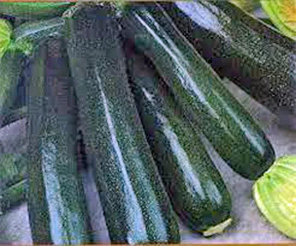 zucchini-seeds-100-count-black-beauty-heirloom-non-gmo-cucurbita-pepo Zucchini Seeds 100 Count Black Beauty Heirloom Non-GMO Cucurbita pepo