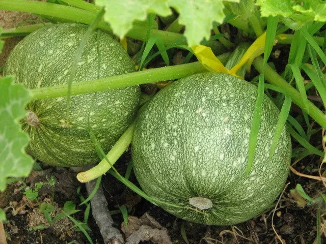zucchini-seeds-16-pack-round-summer-variety-cucurbita-pepo-groco-usa-buy-any-15- Zucchini Seeds - 16 Pack - Round Summer Variety - Cucurbita pepo - GroCo USA - Buy Any 15 Ships Free