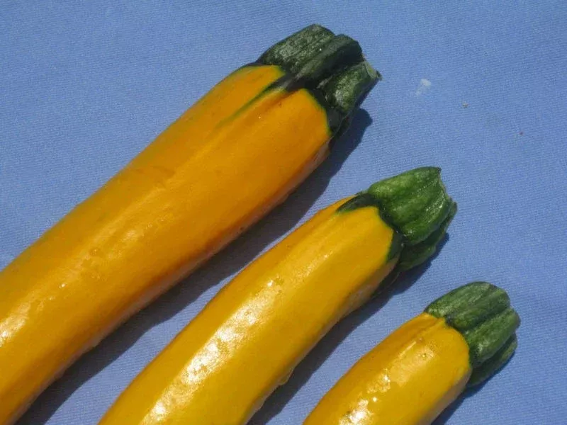 zucchini-seeds-20-seeds-golden-yellow-variety-cucurbita-pepo-groco-usa-buy-any-1 Zucchini Seeds - 20 Seeds - Golden Yellow Variety - Cucurbita pepo - GroCo USA - Buy Any 15 Ships Free