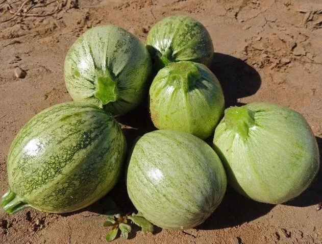 zucchini-seeds-200-count-round-heirloom-summer-squash-casserole-cucurbita-pepo Zucchini Seeds 200 Count Round Heirloom Summer Squash Casserole (Cucurbita pepo)