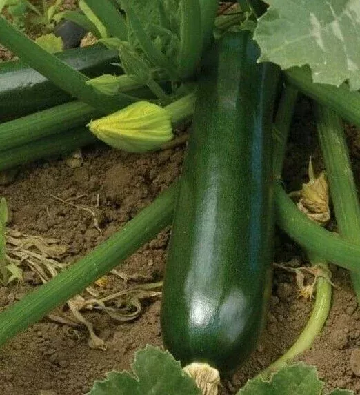 zucchini-seeds-30-black-beauty-squash-culinary-vegetables-cucurbita-pepo Zucchini Seeds 30+ Black Beauty Squash Culinary Vegetables Cucurbita pepo