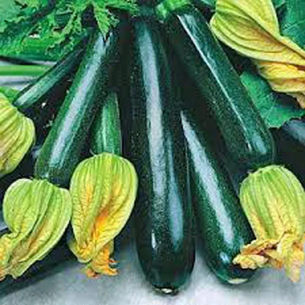 zucchini-seeds-500-heirloom-long-dark-green-squash-non-gmo-cucurbita-pepo Zucchini Seeds 500+ Heirloom Long Dark Green Squash Non-GMO (Cucurbita pepo)