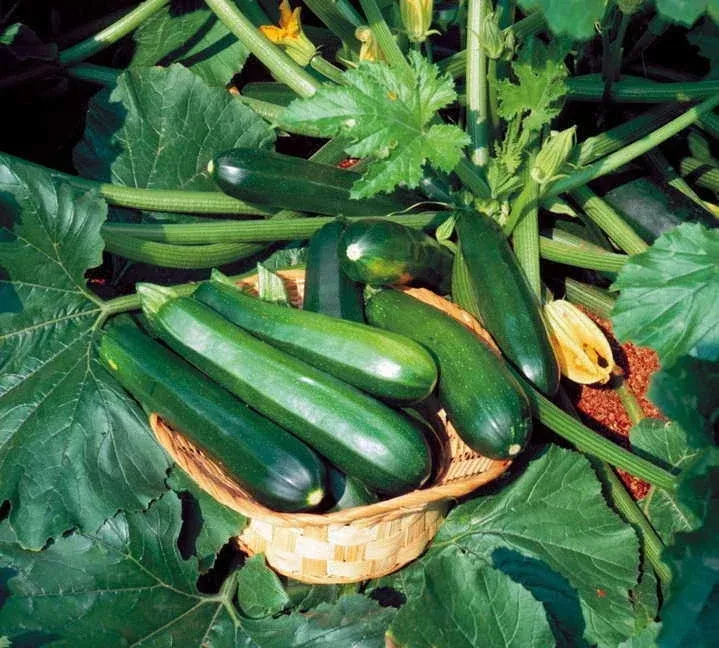 zucchini-seeds-black-beauty-variety-fresh-heirloom-vegetable-seeds-cucurbita-pep Zucchini Seeds - Black Beauty Variety - Fresh Heirloom Vegetable Seeds - Cucurbita pepo