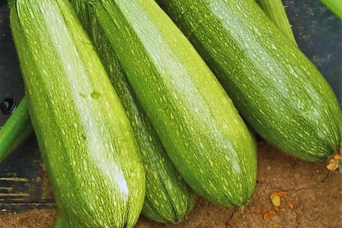 zucchini-seeds-grey-summer-squash-calabacita-marrow-squash-mexican-squash-cucurb Zucchini Seeds | Grey Summer Squash | Calabacita, Marrow Squash, Mexican Squash | Cucurbita pepo