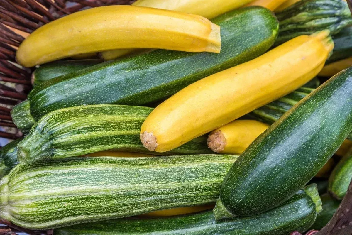 zucchini-seeds-mixture-fresh-squash-seed-varieties-planting-cucurbita-pepo Zucchini Seeds Mixture - Fresh Squash Seed Varieties for Planting - Cucurbita pepo