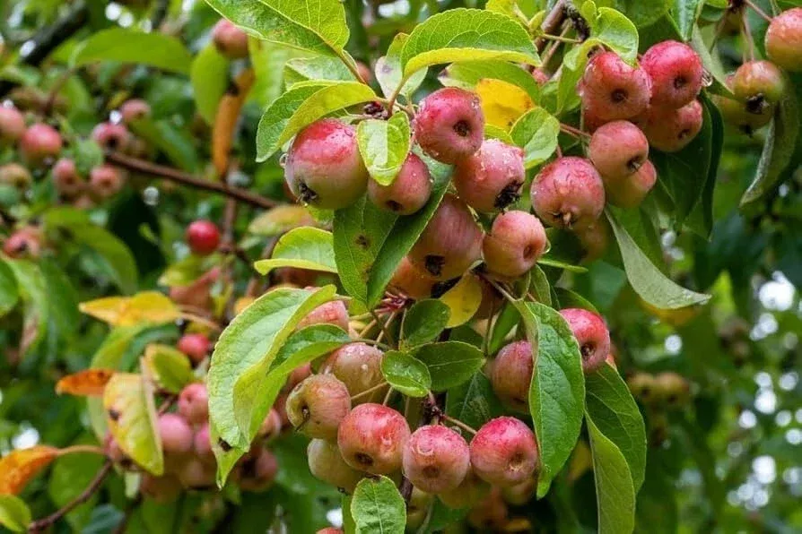 zumi-crabapple-tree-1-rooted-plant-12-20-ft-wildlife-friendly-malus-zumi-zones-4 Zumi Crabapple Tree - 1 Rooted Plant, 12-20 ft, Wildlife-Friendly, Malus zumi, Zones 4-8, Edible Fruit, Spring Blooms, Self-Pollinating