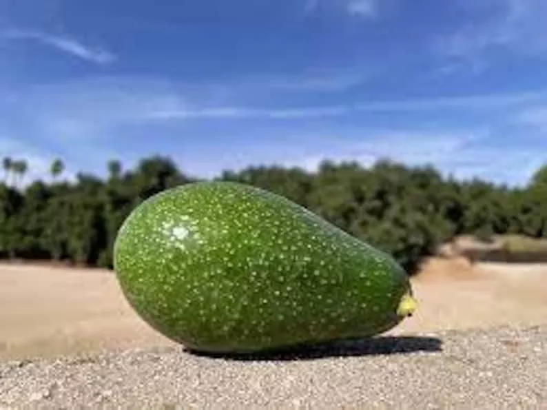 zutano-avocado-tree-grafted-3-to-4-feet-tall-strong-trunk-persea-americana-zutan Zutano Avocado Tree - Grafted - 3 to 4 Feet Tall - Strong Trunk - Persea americana 'Zutano'