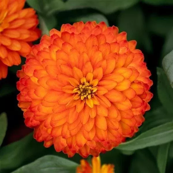 zydeco-fire-zinnia-seeds-100-pack-garden-planting-colorful-annual-flowers-zinnia Zydeco Fire Zinnia Seeds - 100+ Pack for Garden Planting - Colorful Annual Flowers - Zinnia elegans