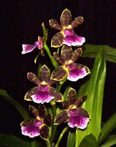 zygopetalum-orchid-plant-2-5-pot-fragrant-artur-elle-tombstone Zygopetalum Orchid Plant 2.5" Pot Fragrant Artur Elle 'Tombstone'
