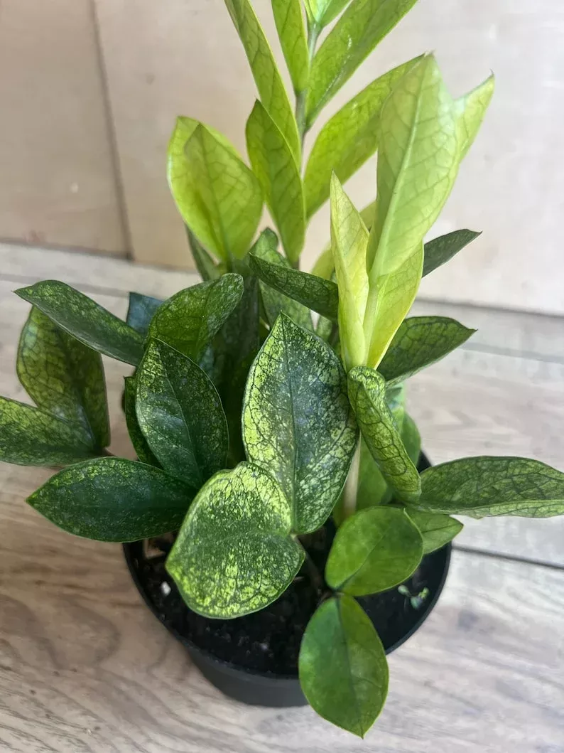 zz-chameleon-plant-in-6-pot-zamioculcus-zamiifolia-colorful-low-maintenance-hous ZZ Chameleon Plant in 6" Pot - Zamioculcus zamiifolia - Colorful Low-Maintenance Houseplant for Easy Care and Home Decor