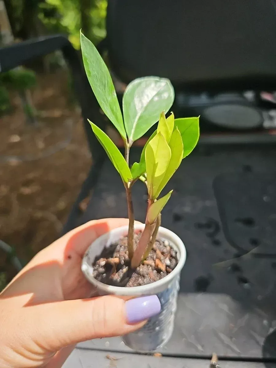 zz-plant-2-5-pot-variegated-chameleon-zamioculcas-zamiifolia-rooted-houseplant ZZ Plant 2.5" Pot Variegated Chameleon Zamioculcas zamiifolia Rooted Houseplant