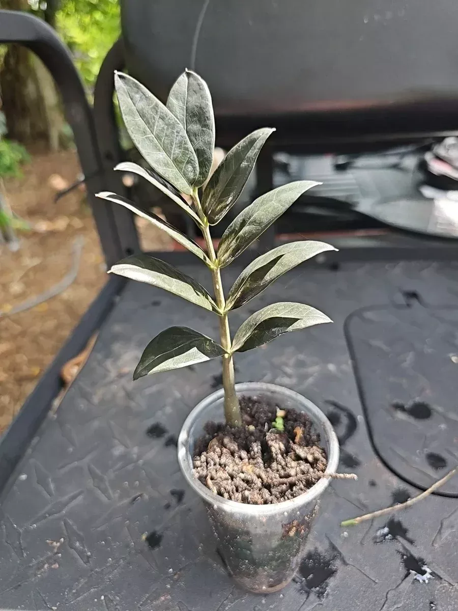 zz-plant-3-inch-pot-black-raven-zamiifolia-fully-rooted-zamioculcas ZZ Plant 3 Inch Pot Black Raven Zamiifolia Fully Rooted Zamioculcas
