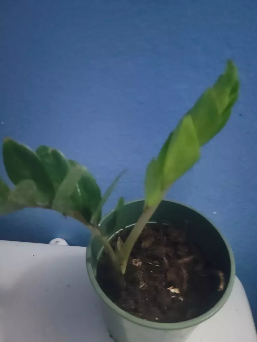 zz-plant-8-oz-pot-zamioculcas-zamiifolia-indoor-houseplant-low-light-tolerant-ea ZZ Plant - 8 oz Pot - Zamioculcas zamiifolia - Indoor Houseplant - Low Light Tolerant - Easy Care Greenery
